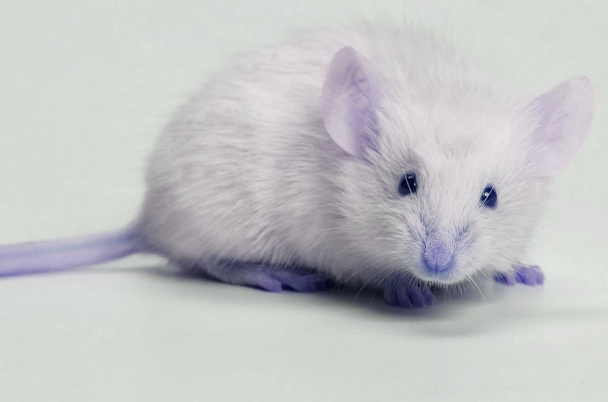 Nằm mơ thấy chuột là điềm báo gì?