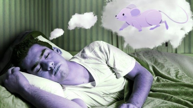 Nằm mơ thấy chuột thì đánh con gì?