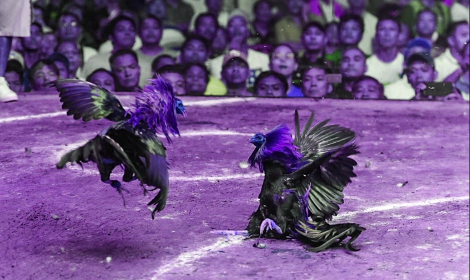 Nguồn gốc trò chơi đá gà online